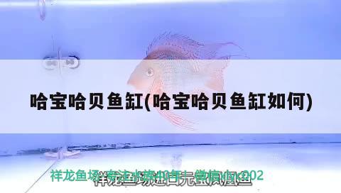 哈寶哈貝魚(yú)缸(哈寶哈貝魚(yú)缸如何) 其他品牌魚(yú)缸 第2張