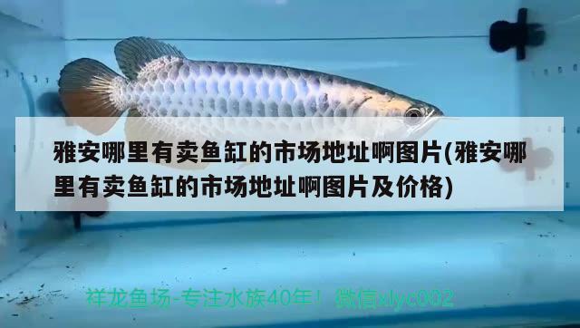 雅安哪里有賣魚缸的市場地址啊圖片(雅安哪里有賣魚缸的市場地址啊圖片及價格) 錦鯉池魚池建設 第2張