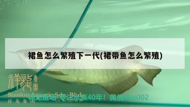 裙魚怎么繁殖下一代(裙帶魚怎么繁殖)