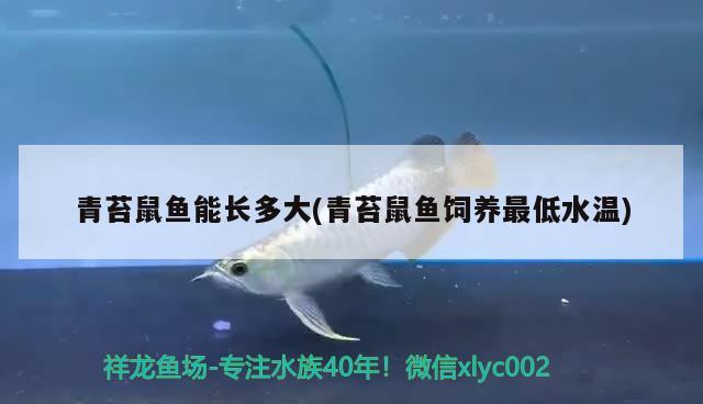 青苔鼠魚能長多大(青苔鼠魚飼養(yǎng)最低水溫)