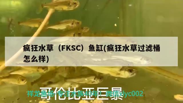 瘋狂水草（FKSC）魚缸(瘋狂水草過濾桶怎么樣) 水草