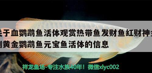 關(guān)于血鸚鵡魚活體觀賞熱帶魚發(fā)財魚紅財神金剛黃金鸚鵡魚元寶魚活體的信息 鸚鵡魚