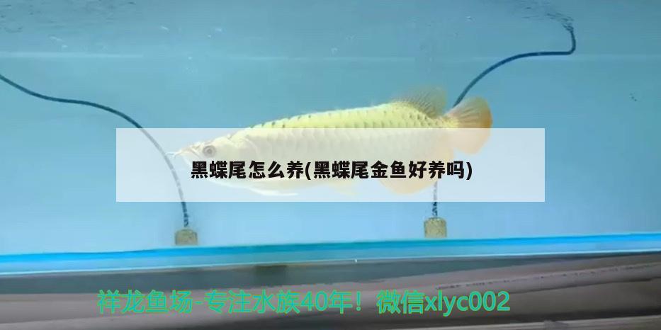 黑蝶尾怎么養(yǎng)(黑蝶尾金魚好養(yǎng)嗎) 觀賞魚