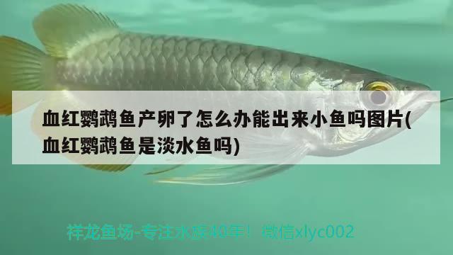 血紅鸚鵡魚產(chǎn)卵了怎么辦能出來小魚嗎圖片(血紅鸚鵡魚是淡水魚嗎)