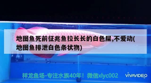 地圖魚死前征兆魚拉長長的白色屎,不愛動(dòng)(地圖魚排泄白色條狀物)