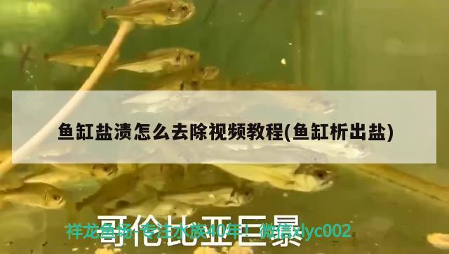 魚缸鹽漬怎么去除視頻教程(魚缸析出鹽)