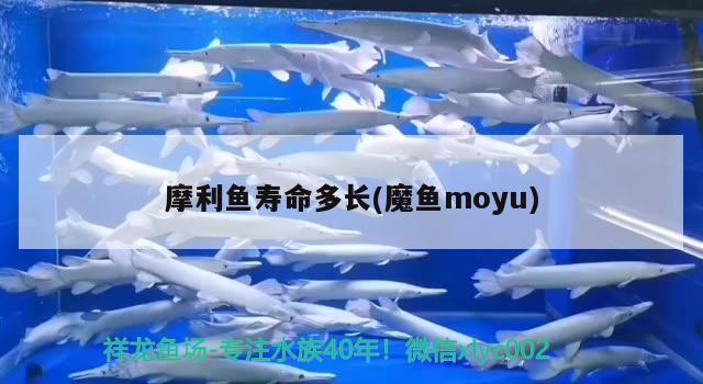 摩利魚壽命多長(魔魚moyu)