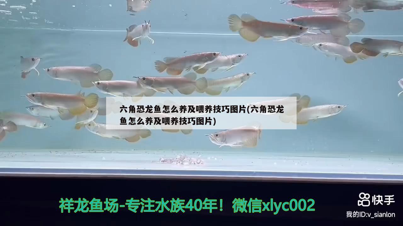 六角恐龍魚怎么養(yǎng)及喂養(yǎng)技巧圖片(六角恐龍魚怎么養(yǎng)及喂養(yǎng)技巧圖片)