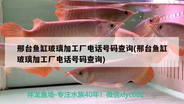 邢臺魚缸玻璃加工廠電話號碼查詢(邢臺魚缸玻璃加工廠電話號碼查詢) 羽毛刀魚苗