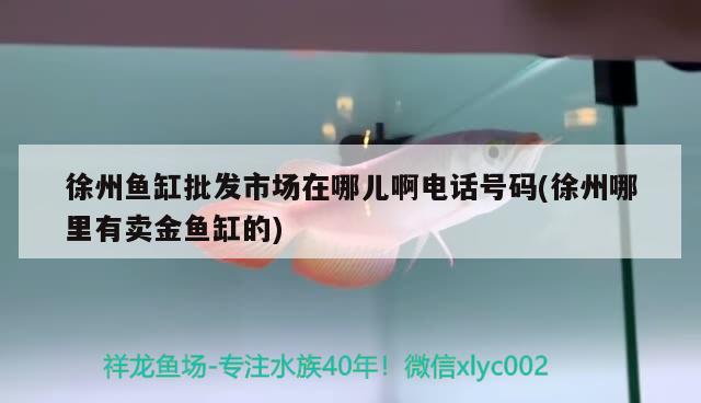 徐州魚缸批發(fā)市場在哪兒啊電話號碼(徐州哪里有賣金魚缸的) 黃金貓魚百科