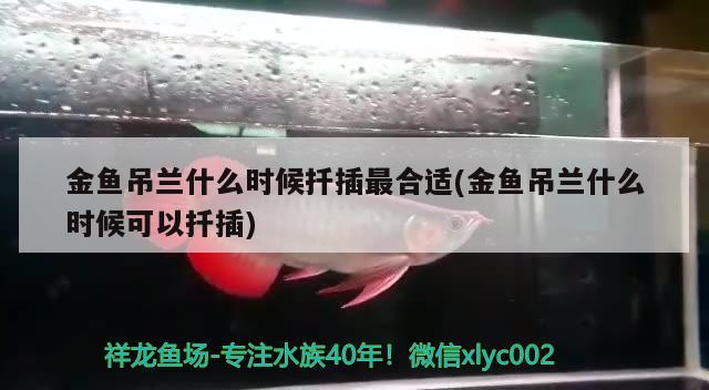 金魚吊蘭什么時候扦插最合適(金魚吊蘭什么時候可以扦插) 觀賞魚