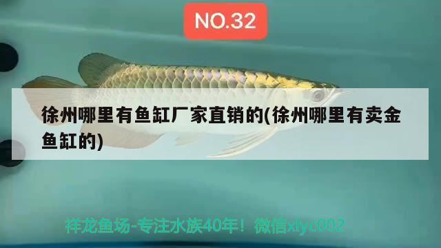 徐州哪里有魚缸廠家直銷的(徐州哪里有賣金魚缸的) 黃金眼鏡蛇雷龍魚