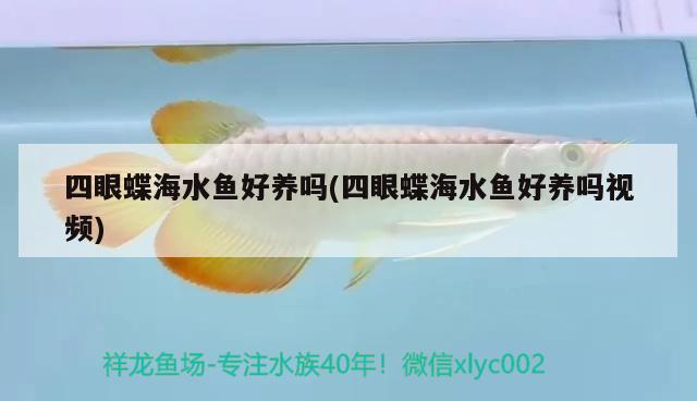 四眼蝶海水魚(yú)好養(yǎng)嗎(四眼蝶海水魚(yú)好養(yǎng)嗎視頻)