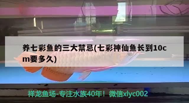 養(yǎng)七彩魚的三大禁忌(七彩神仙魚長到10cm要多久) 七彩神仙魚