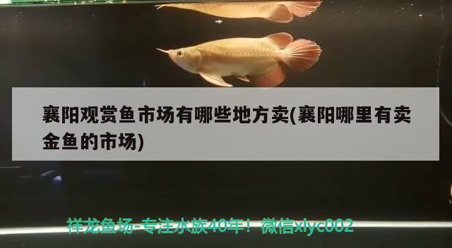 襄陽觀賞魚市場有哪些地方賣(襄陽哪里有賣金魚的市場) 觀賞魚市場（混養(yǎng)魚）