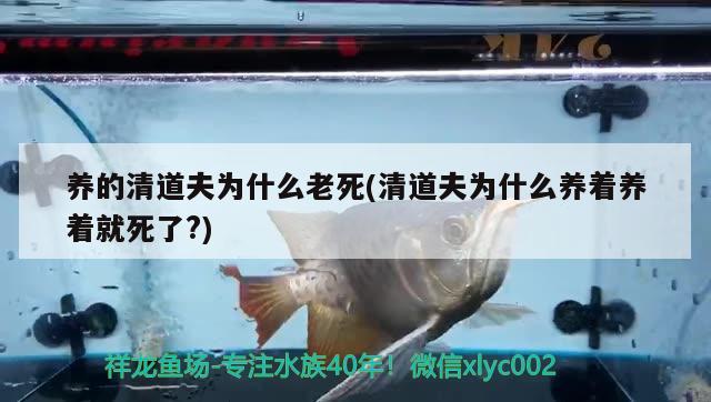 養(yǎng)的清道夫?yàn)槭裁蠢纤?清道夫?yàn)槭裁答B(yǎng)著養(yǎng)著就死了?)