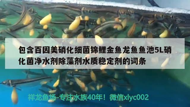 包含百因美硝化細菌錦鯉金魚龍魚魚池5L硝化菌凈水劑除藻劑水質穩(wěn)定劑的詞條 硝化細菌