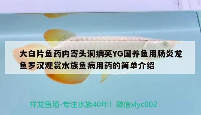 大白片魚藥內(nèi)寄頭洞病英YG國養(yǎng)魚用腸炎龍魚羅漢觀賞水族魚病用藥的簡單介紹 狗仔招財貓魚