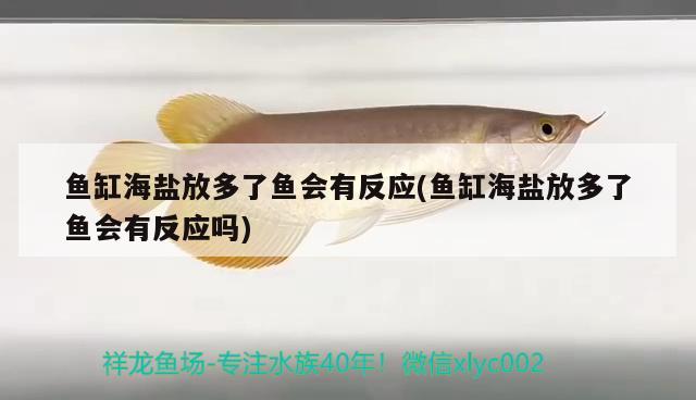 魚缸海鹽放多了魚會有反應(魚缸海鹽放多了魚會有反應嗎) 金三間魚