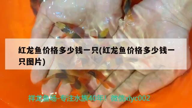 紅龍魚價(jià)格多少錢一只(紅龍魚價(jià)格多少錢一只圖片) 觀賞魚