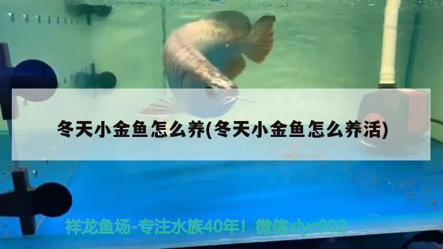 冬天小金魚怎么養(yǎng)(冬天小金魚怎么養(yǎng)活) 觀賞魚