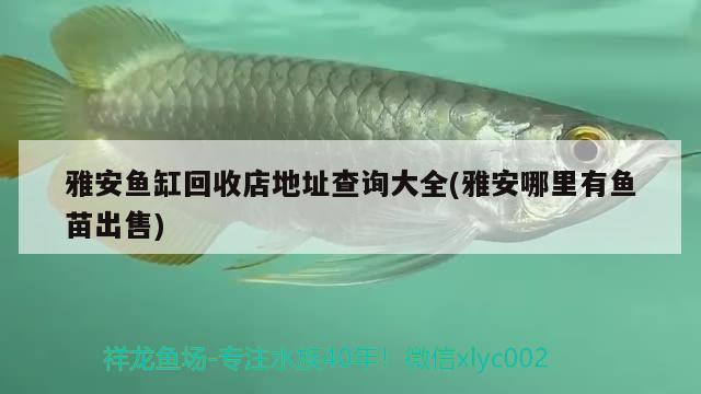 雅安魚缸回收店地址查詢大全(雅安哪里有魚苗出售) 黃金達(dá)摩魚