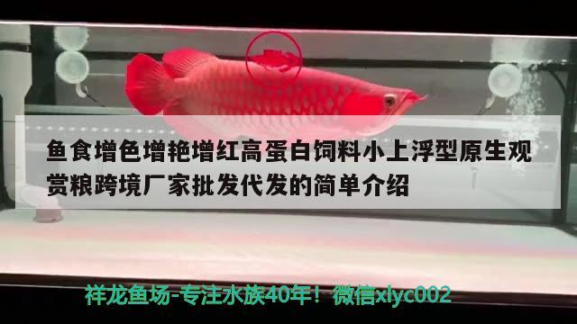 魚食增色增艷增紅高蛋白飼料小上浮型原生觀賞糧跨境廠家批發(fā)代發(fā)的簡(jiǎn)單介紹