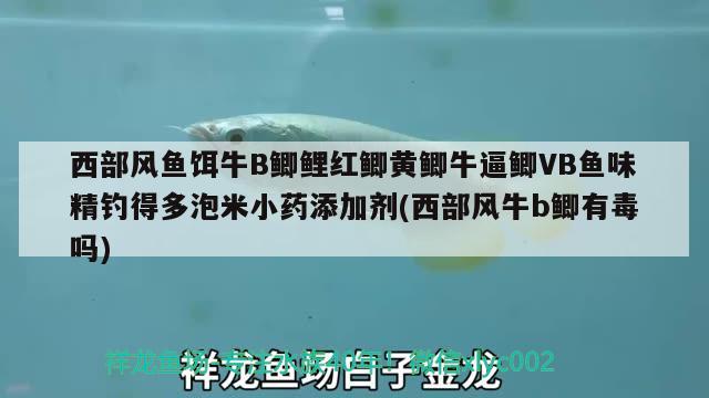 西部風魚餌牛B鯽鯉紅鯽黃鯽牛逼鯽VB魚味精釣得多泡米小藥添加劑(西部風牛b鯽有毒嗎) 垂釣樂園