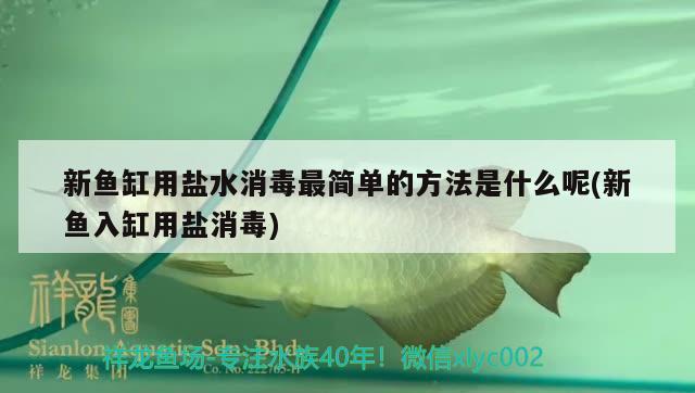 新魚缸用鹽水消毒最簡單的方法是什么呢(新魚入缸用鹽消毒) 鐵甲武士