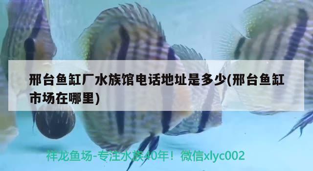 邢臺魚缸廠水族館電話地址是多少(邢臺魚缸市場在哪里)