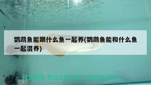 鸚鵡魚能跟什么魚一起養(yǎng)(鸚鵡魚能和什么魚一起混養(yǎng))