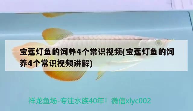 寶蓮燈魚的飼養(yǎng)4個常識視頻(寶蓮燈魚的飼養(yǎng)4個常識視頻講解)