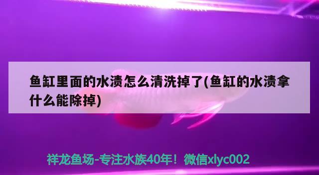 魚缸里面的水漬怎么清洗掉了(魚缸的水漬拿什么能除掉) 夢幻雷龍魚 第2張