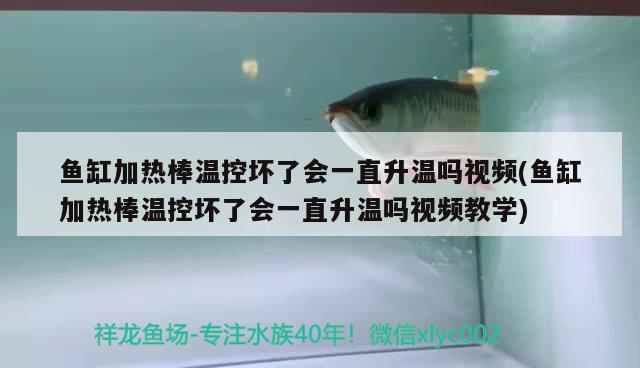 魚缸加熱棒溫控壞了會一直升溫嗎視頻(魚缸加熱棒溫控壞了會一直升溫嗎視頻教學(xué))