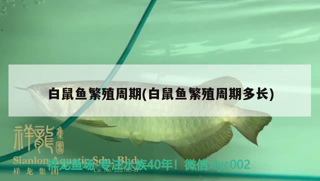 白鼠魚繁殖周期(白鼠魚繁殖周期多長)