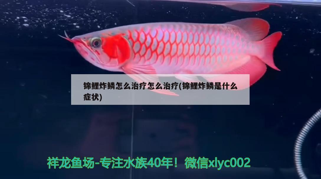 錦鯉炸鱗怎么治療怎么治療(錦鯉炸鱗是什么癥狀) 觀賞魚(yú)