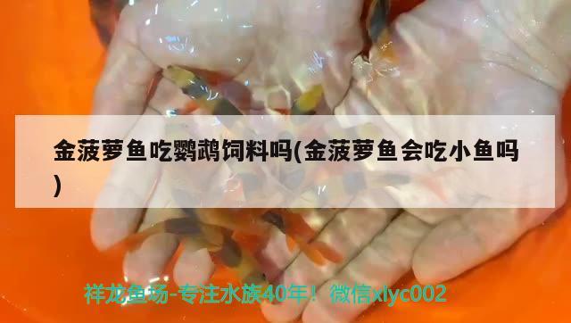 金菠蘿魚吃鸚鵡飼料嗎(金菠蘿魚會吃小魚嗎)