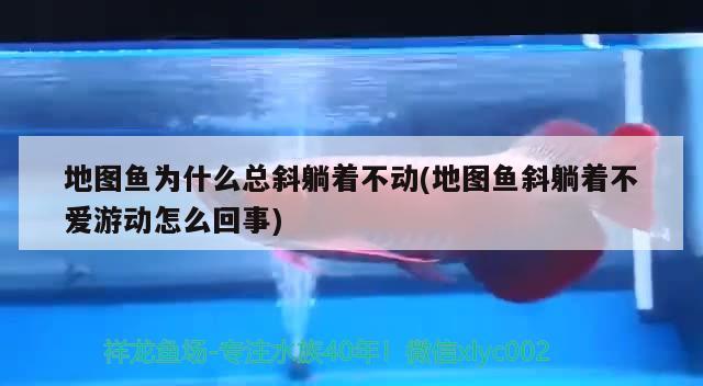 地圖魚為什么總斜躺著不動(地圖魚斜躺著不愛游動怎么回事) 觀賞魚