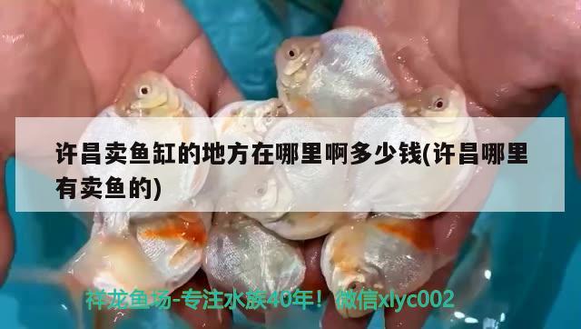 許昌賣魚缸的地方在哪里啊多少錢(許昌哪里有賣魚的)