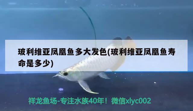 玻利維亞鳳凰魚多大發(fā)色(玻利維亞鳳凰魚壽命是多少) 觀賞魚