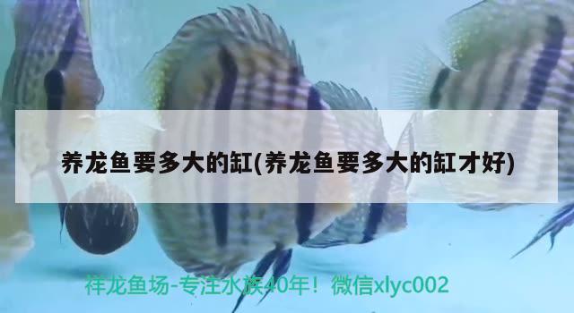 養(yǎng)龍魚(yú)要多大的缸(養(yǎng)龍魚(yú)要多大的缸才好)