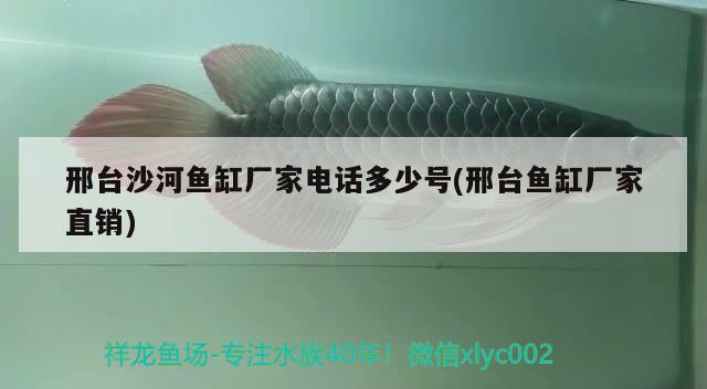 邢臺(tái)沙河魚(yú)缸廠家電話多少號(hào)(邢臺(tái)魚(yú)缸廠家直銷) 新加坡號(hào)半紅龍魚(yú)（練手級(jí)紅龍魚(yú)）