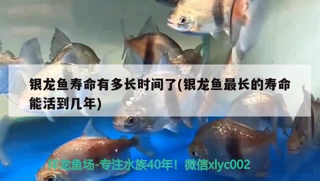 銀龍魚壽命有多長時(shí)間了(銀龍魚最長的壽命能活到幾年) 銀龍魚百科