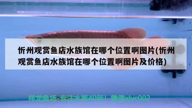 忻州觀賞魚店水族館在哪個(gè)位置啊圖片(忻州觀賞魚店水族館在哪個(gè)位置啊圖片及價(jià)格) iwish愛唯希品牌魚缸