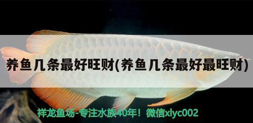 養(yǎng)魚幾條最好旺財(養(yǎng)魚幾條最好最旺財) 觀賞魚