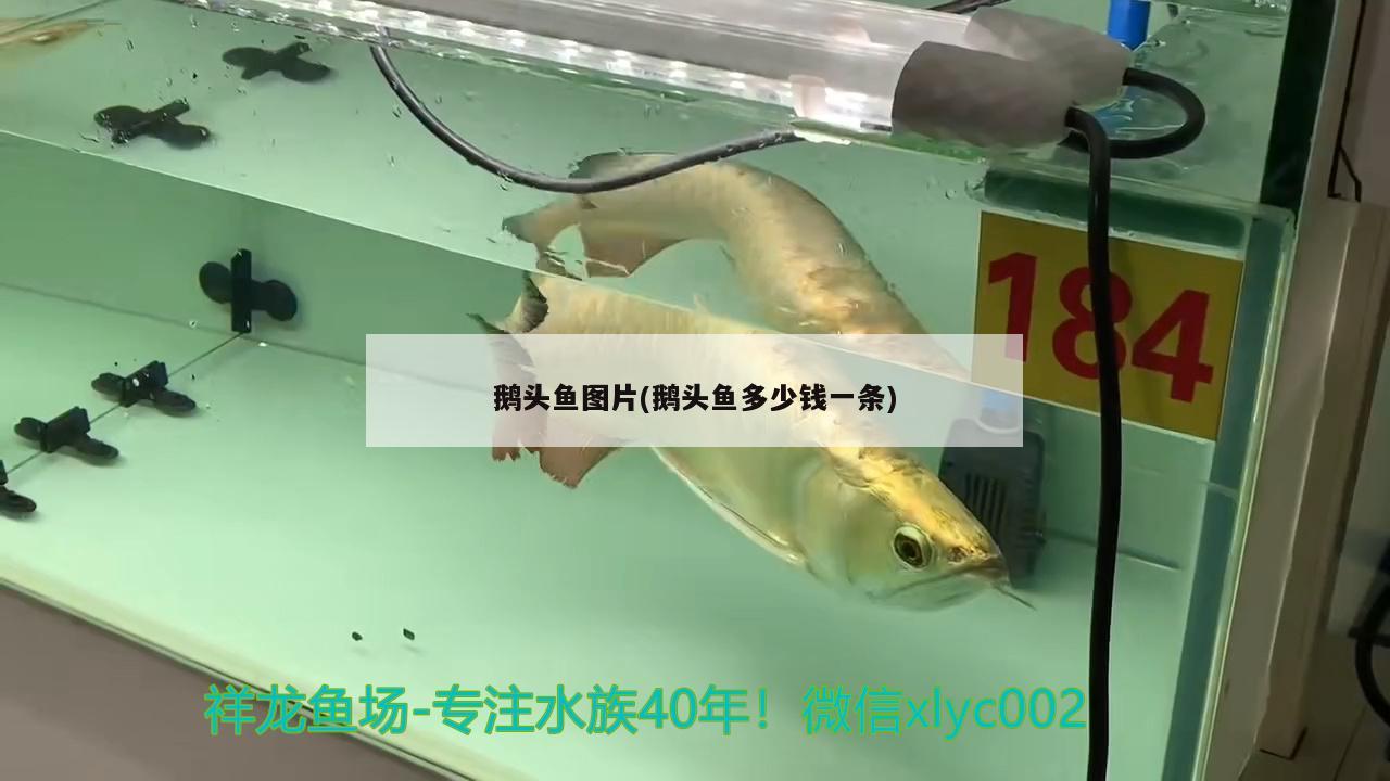 鵝頭魚圖片(鵝頭魚多少錢一條) 觀賞魚