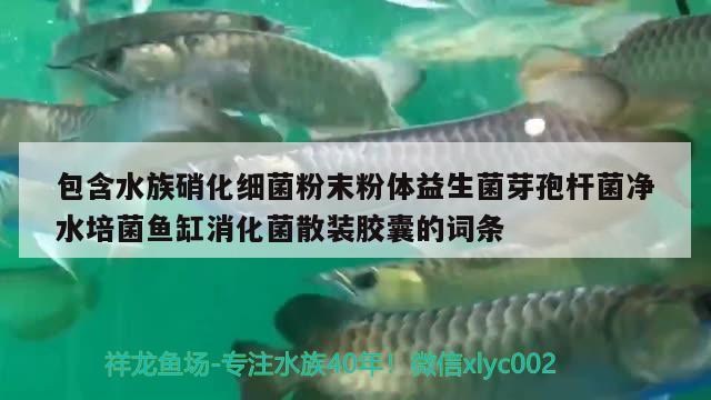 包含水族硝化細(xì)菌粉末粉體益生菌芽孢桿菌凈水培菌魚缸消化菌散裝膠囊的詞條