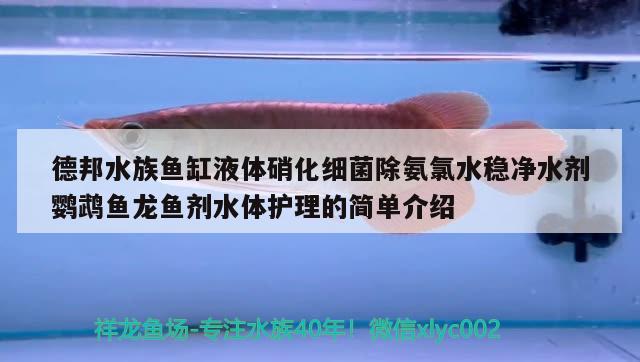 德邦水族魚缸液體硝化細菌除氨氯水穩(wěn)凈水劑鸚鵡魚龍魚劑水體護理的簡單介紹 鸚鵡魚