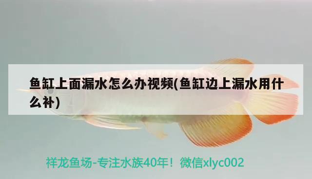 魚缸上面漏水怎么辦視頻(魚缸邊上漏水用什么補)