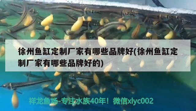 徐州魚缸定制廠家有哪些品牌好(徐州魚缸定制廠家有哪些品牌好的) 白子金龍魚